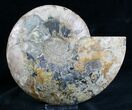 Split Ammonite Half - Agatized Chambers #7573-2